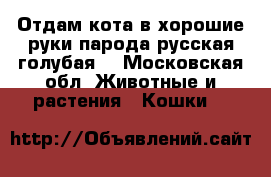 Отдам кота в хорошие руки парода русская голубая  - Московская обл. Животные и растения » Кошки   